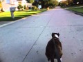 Rollerblading with my dog