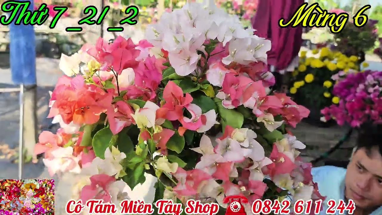 22 tháng 2, 2026 Hoa giấy nhiều màu cây đẹp Chào bán ☎️ 0842 611 244. CTMT 