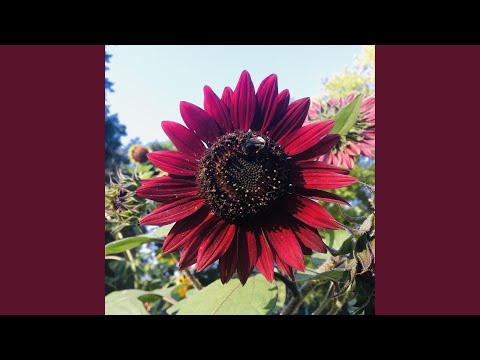 Obejrzyj Dask w YouTube Obejrzyj Dask w YouTube