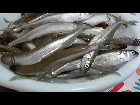 Ice fishing for smelt and herring on Lake Simcoe 