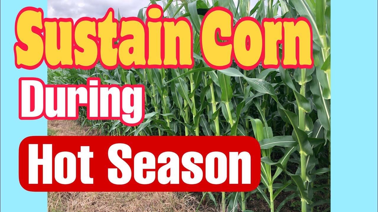 How to Plant and Sustain Corn During Hot Season / Mga Gagawin at Gagamitin