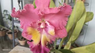 Cattleya Chaweewan Sunset Orchid No2