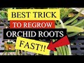 HOW TO REGROW ORCHID ROOTS FAST  / VANDA ORCHID WITH NO ROOTS VANDA CARE SERIES PART 5