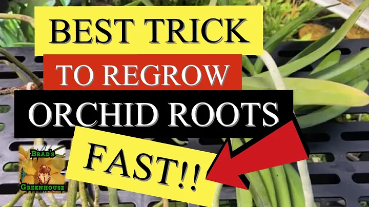 HOW TO REGROW ORCHID ROOTS FAST  / VANDA ORCHID WI...