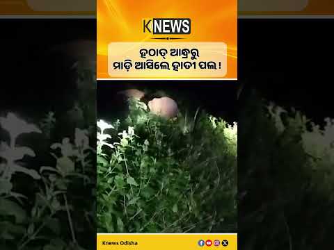| Knews Odisha