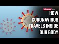 How coronavirus travles inside our body infomance