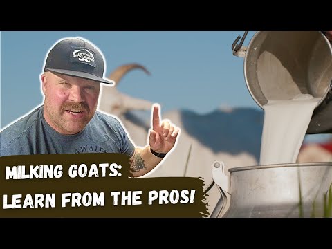 Ultimate Guide to Milking Goats - The Best Techniques Revealed!