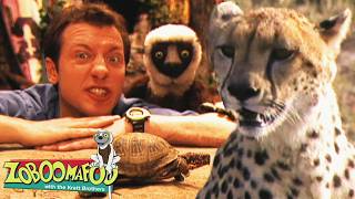 Fast vs. Slow: Cheetahs, Snails & Hummingbirds! | Zoboomafoo - WildBrain | Learn about Animals!