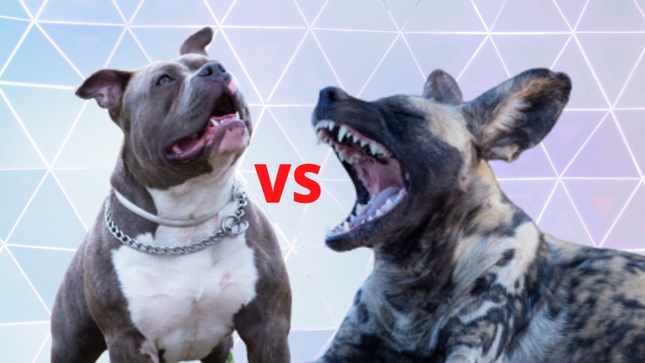 African wild dog vs Pitbull [Wild dog vs Domestic Dog Fight] YouTube
