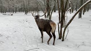 Berezinsky - 02 - Deer
