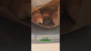 Download Lagu Mensen die spijt hadden van hun aankopen MP3