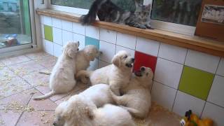 bebe chiot golden retriever elevage de la cte des hortensias