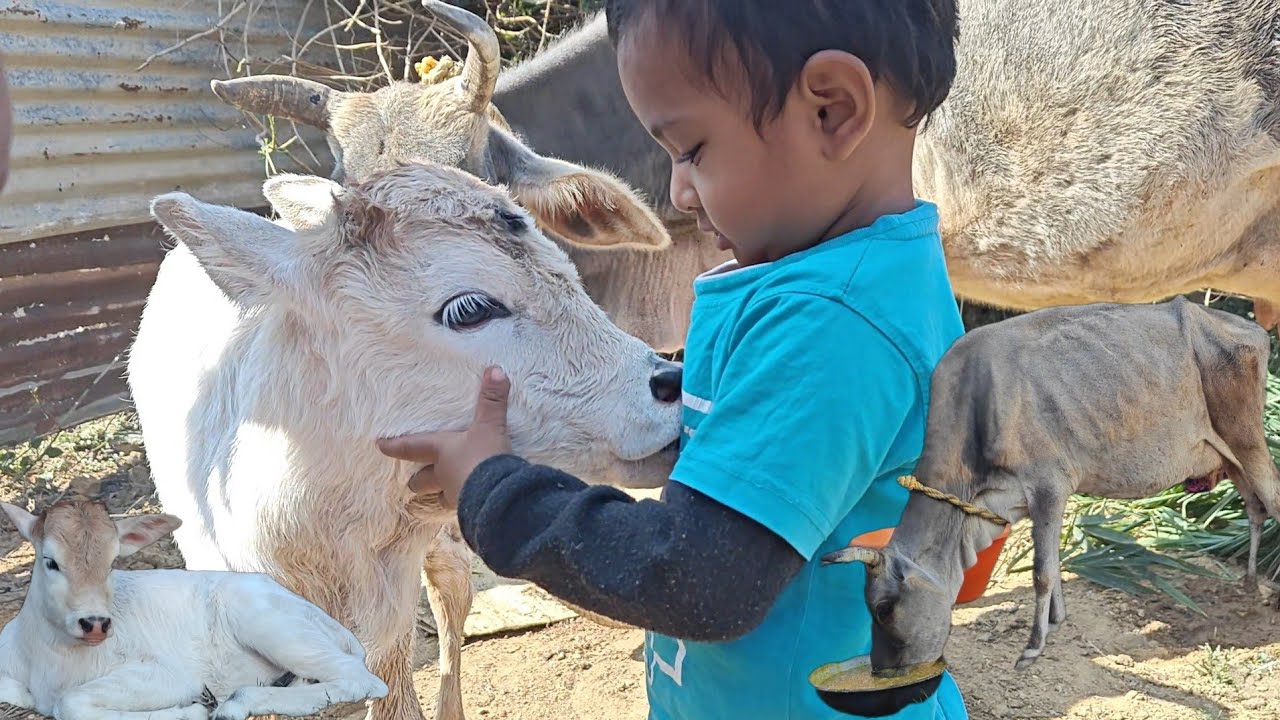 हमारे घर खुशियों का आगमन – गाय का बच्चा