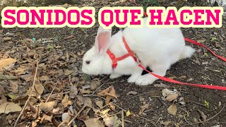 El LENGUAJE DE LOS CONEJOS| The language of rabbit