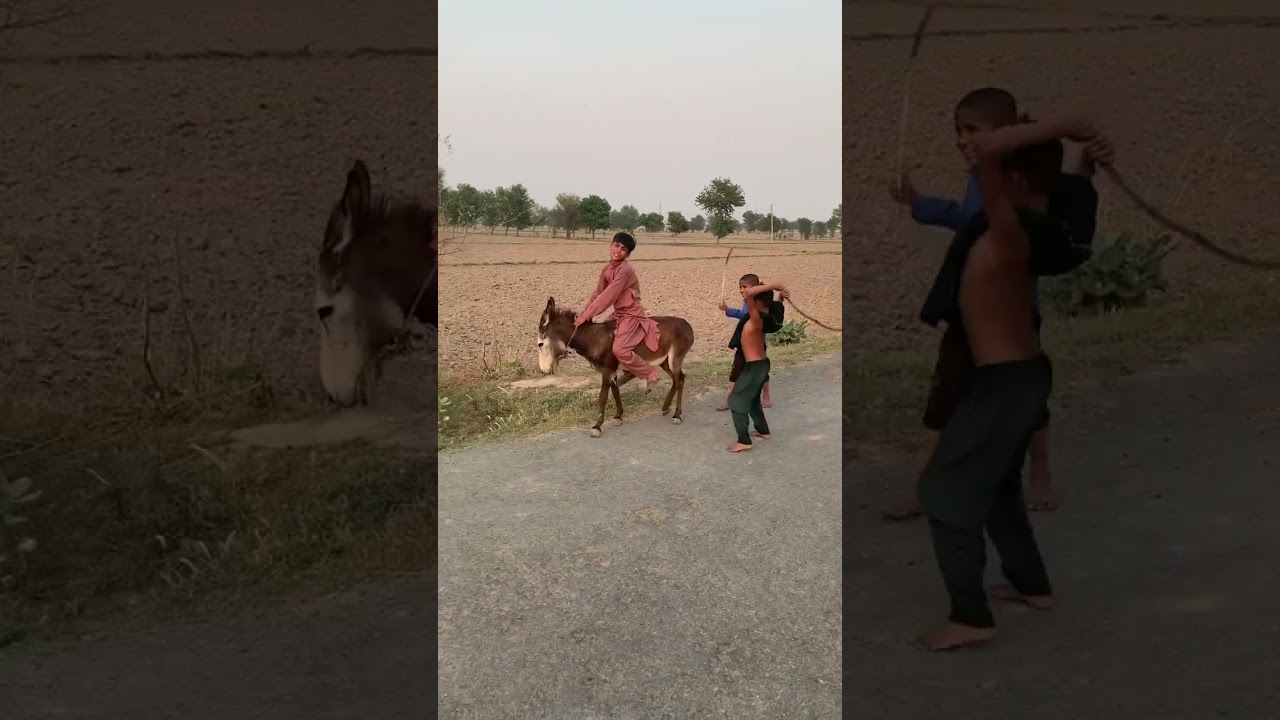 Child’s donkey riding
