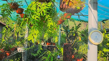 Giảm nước và cắt nước như thế nào cho đúng, bây giờ cắt nước cho lan được chưa ???