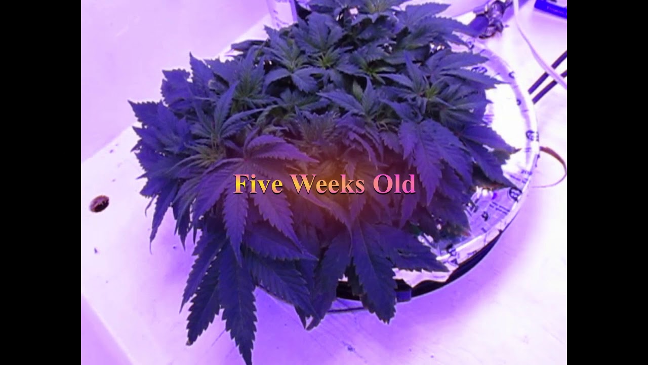 Autoflower cannabis plants in deep water culture. (DWC)