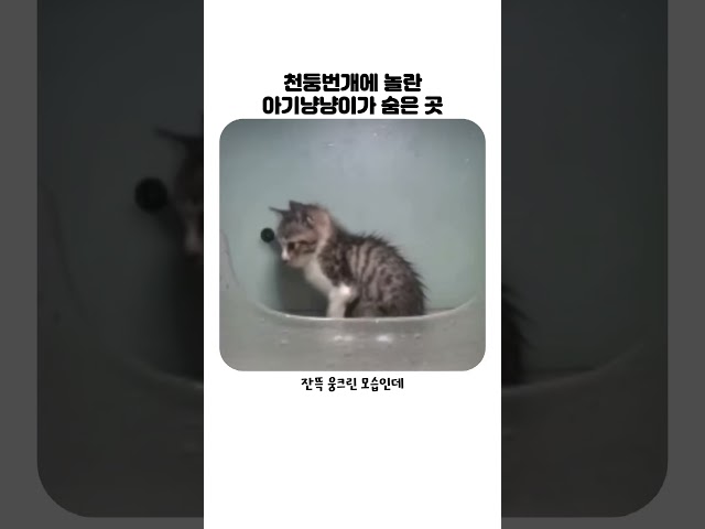 태풍에 아기냥이가 숨은 곳ㅠㅠ #고양이