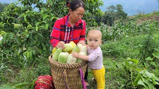 Picking melons from the fields to sell at the market, planting potatoes