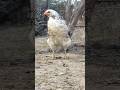 😱😱😱😱😱😂😂😂🐓🐓