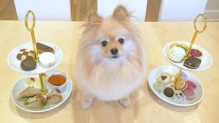 Puppy Tea Party by Monica Peng 72,744 views 7 years ago 3 minutes, 42 seconds