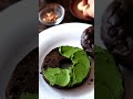 RICH MATCHA CREAM CHEESE on a bagel | #shorts | RECIPE | Takoshiho Cooks Japan