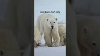 Mama Bear Left With One Cub, Returned With Two In Canada