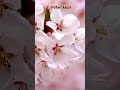 モーツアルト　メヌエット　#shorts #flowers #クラシック #nature