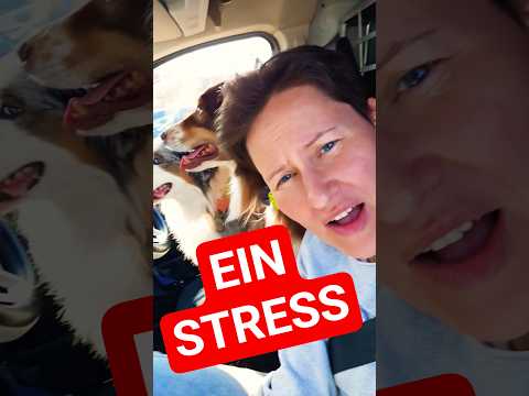 WIR SIND IN DER GROßSTADT MIT UNSEREN HUNDEN 🐕#hundetraining