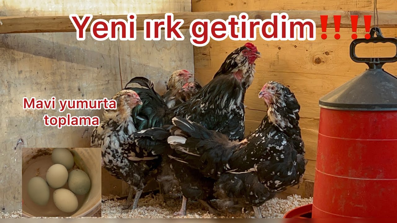 KÜMESİN İLK MAVİ YUMURTALARINI TOPLADIM/ YERLER HEP YUMURTA DOLMUŞ/SHAMOLARI SATACAKMIYIM