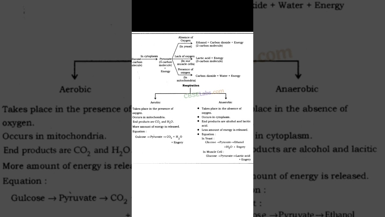 Aerobic And Anaerobic Best Notes for exam 