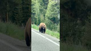 That’s a BIG bear coming down the road! You never know what’s around the corner in Yellowstone.