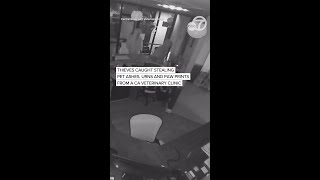Video shows thieves stealing pet ashes from Bay Area veterinary clinic
