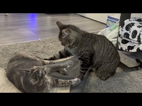 Luna and Stripes playing