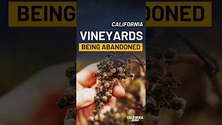 What’s Changed for California Vineyards