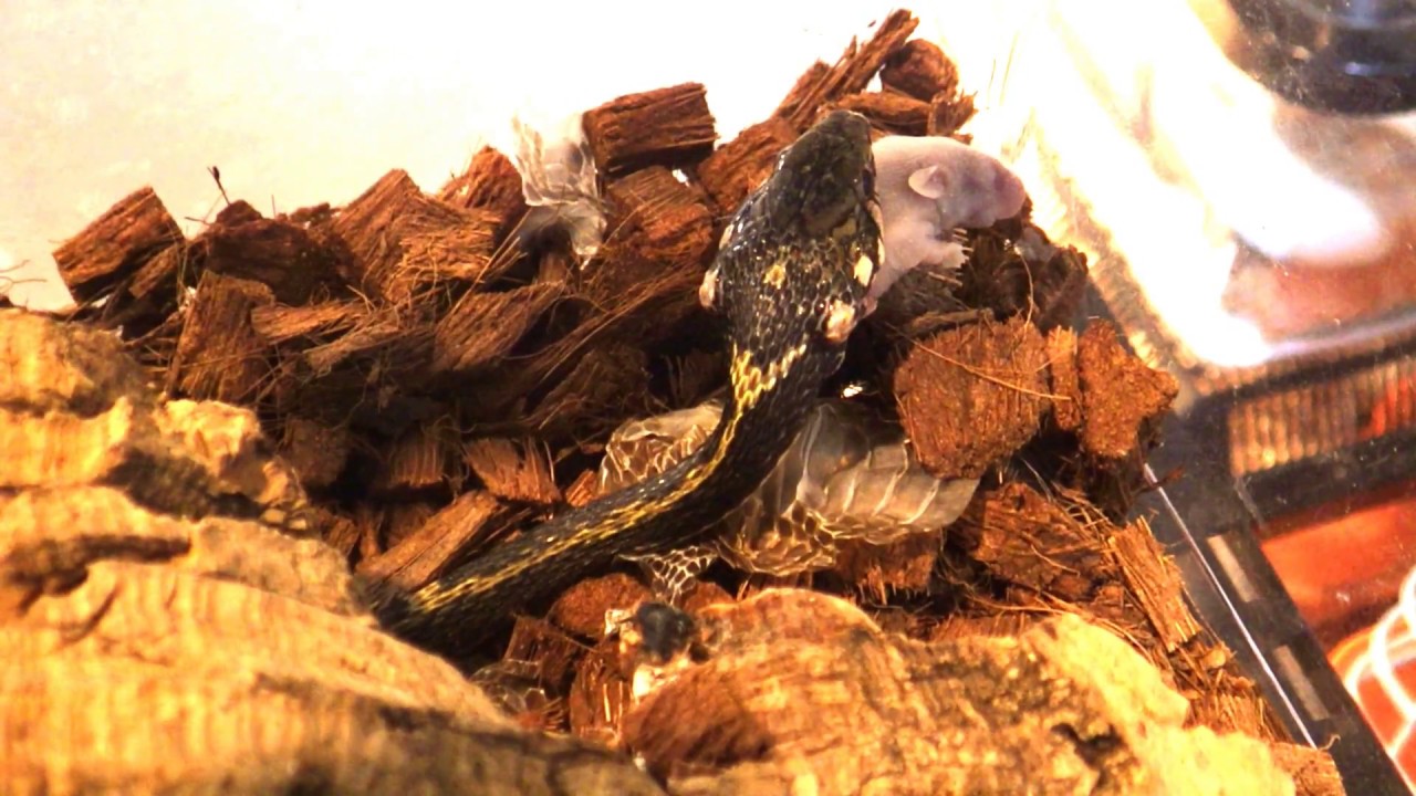 ヘビゲーム ガラスヒバァがピンクマウスを食べるだけの動画