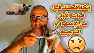 إنقاذ قطتك قبل فوات الأوان من الإسهال والترجيع #قطط #chat #catlovers