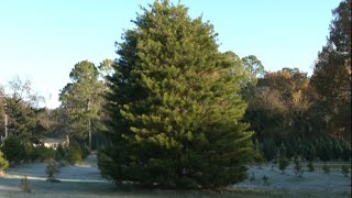 Celebrity Denison tree farm brings Christmas to the Capitol Profile
