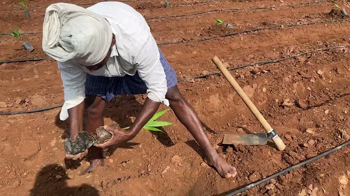 Arecanut Plantation at PranavaSimha farms | Subhash Palekar Natural Farming (SPNF) | Coconut model
