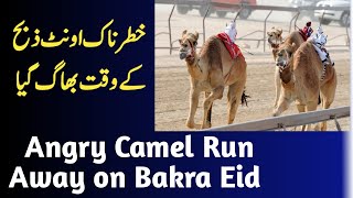 Angry  camel And Cow Run Away On Bakra Eid|Most Heavy Bulls Gone Out Of Control cowlover|Maila Ruba