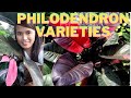 Philodendron Varieties with Names