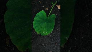 Whispering Rain: An iPhone Cinematic Rainfall Experience ☔🎥s #rain #cinematic #iphone14pro