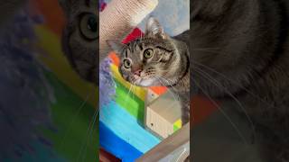 Super Cute, Adorable &amp; Heartwarming Cats Funny Cat Clips #catshorts #catsofyoutube #cats #catvideos
