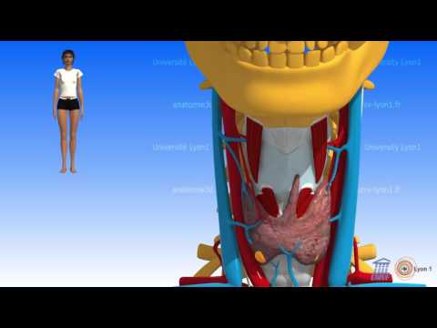Lyon 3D Anatomie : Une immersion totale dans le corps humain