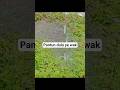 pantun dulu saudara #shorts #pantun