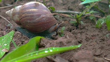 Ốc sên video 4k 30fps