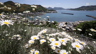 広島県因島で除虫菊が見頃