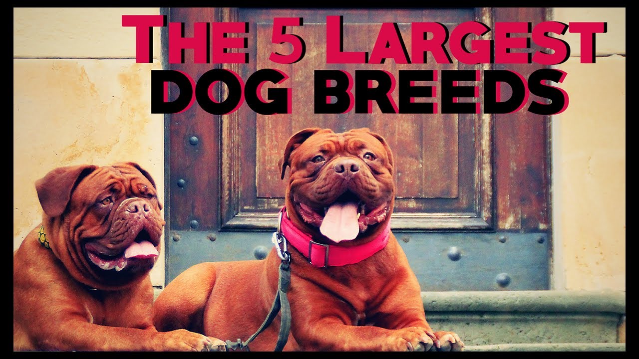 5 largest dog breeds