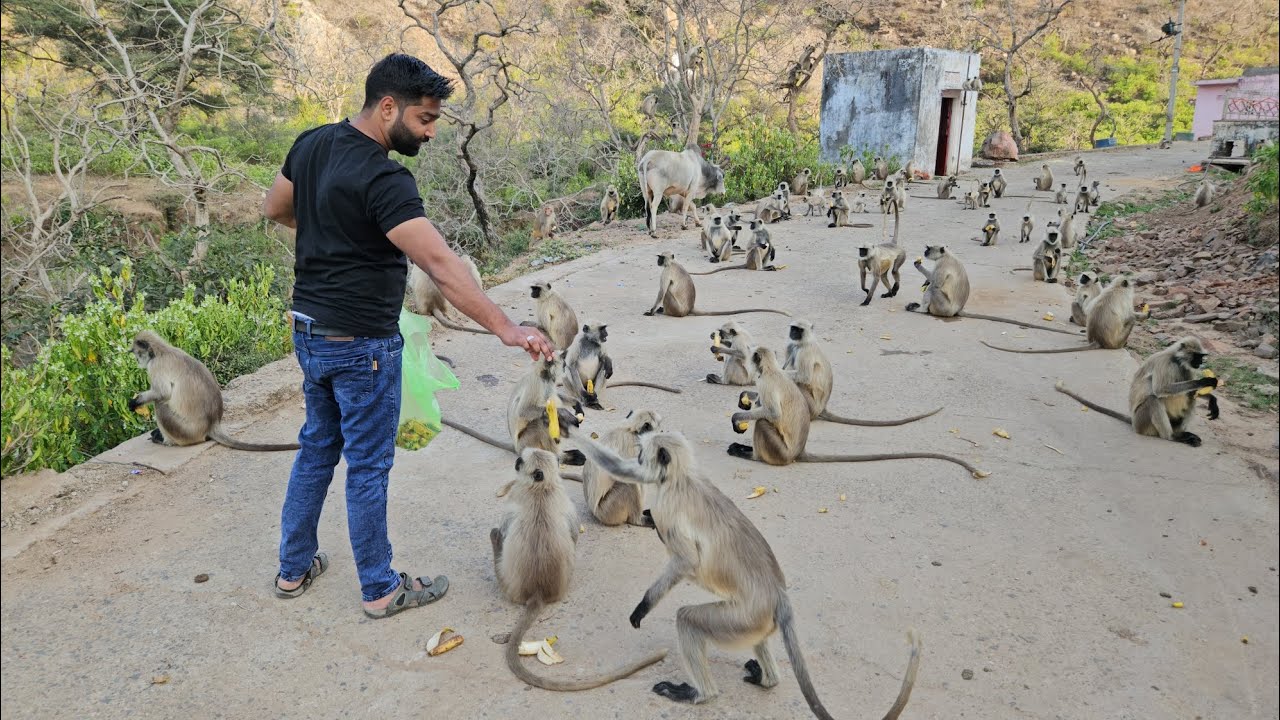 पहाड़ी पर मिला बन्दरों  का झुंड l बालाजी महाराज का प्राचीन मंदिर