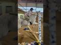 Jumping Charlie bareback and bit less!! #horse #foryou #shorts #jumping
